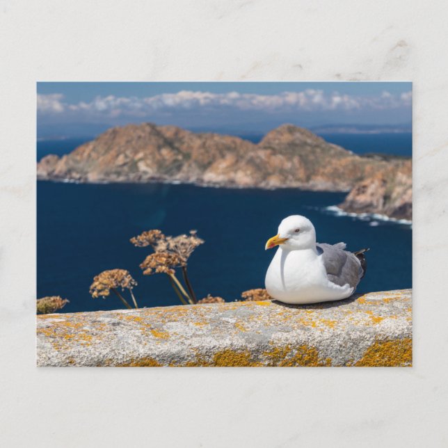 Carte Postale Postal gaviota en las Islas Cíes (Devant)