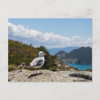 Carte Postale Postal gaviotas en las Islas Cíes