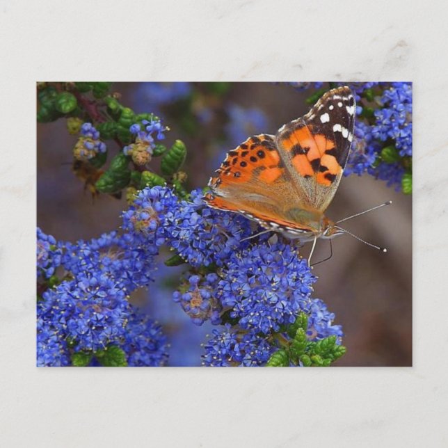 Carte Postale Postcard (Devant)