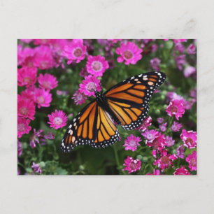 Carte Postale Postcard