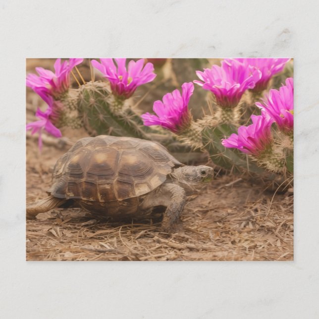 Carte Postale Postcard (Devant)
