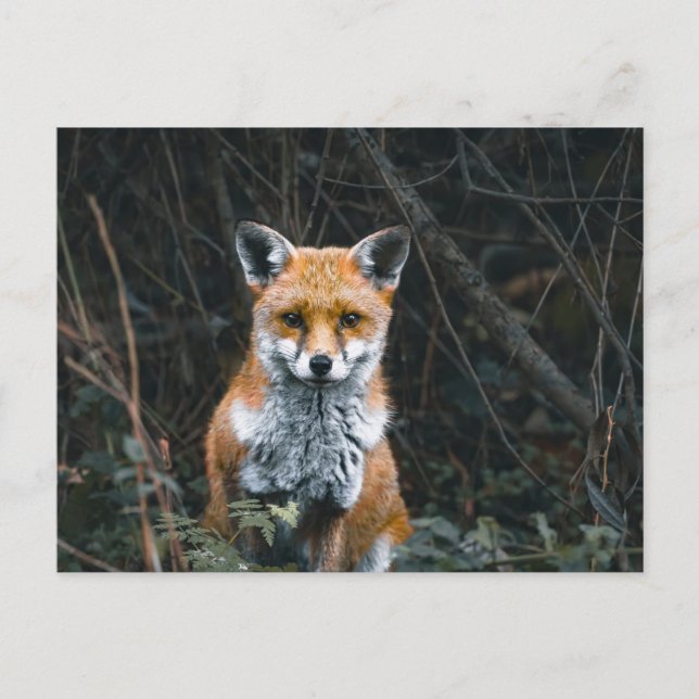 Carte Postale Postcard (Devant)