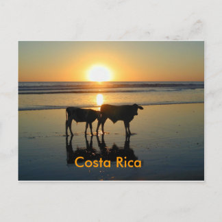 Carte Postale Postcard Bejuco Cow Country, Costa Rica