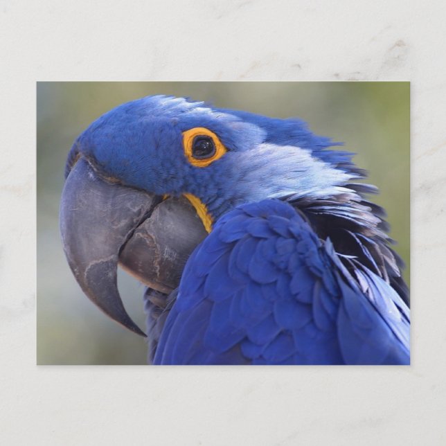 Carte Postale Postcard Blue Parrot (Devant)