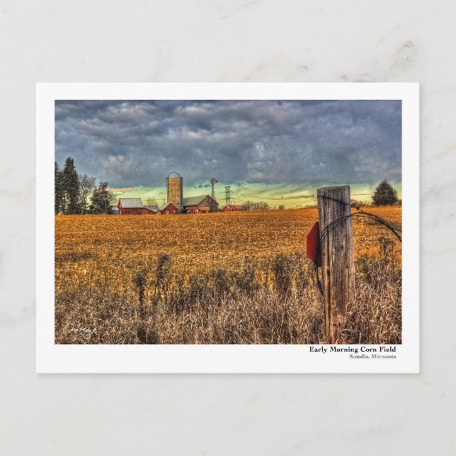 Carte Postale PostCard du champ de maïs au début du matin (Devant)