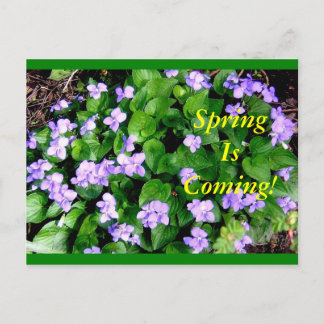 Carte Postale Postcard for Spring