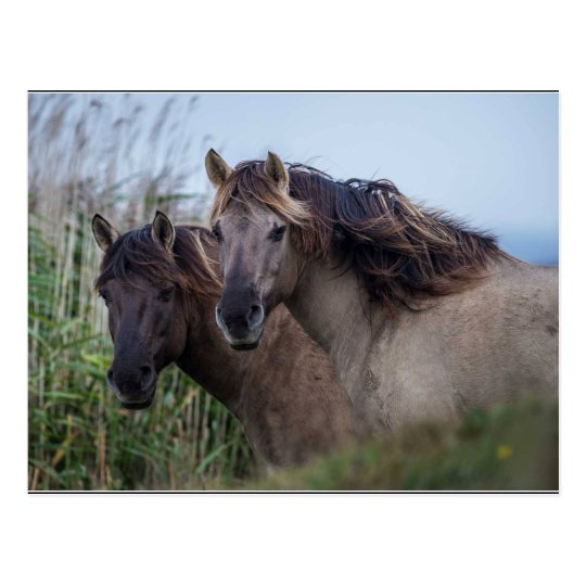 Carte Postale Postcard Nature - Konik Ponies at Oare Marsh