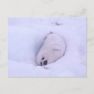 Carte Postale Postcard of a seal stuck in the snow