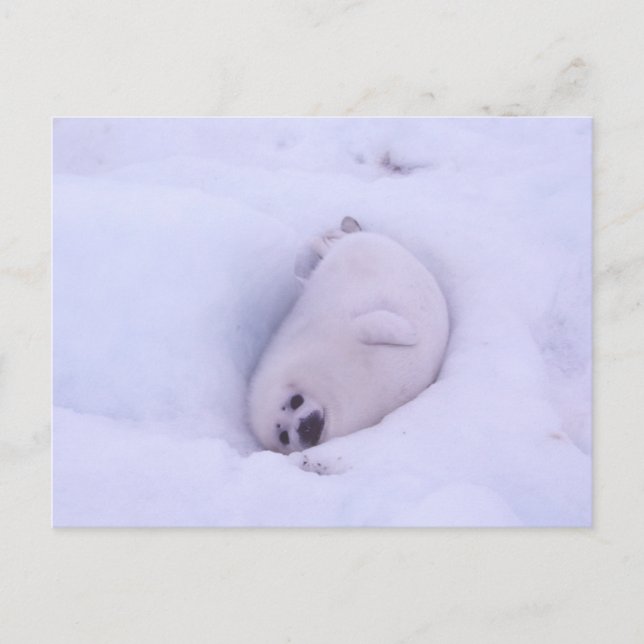 Carte Postale Postcard of a seal stuck in the snow (Devant)