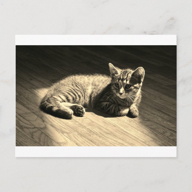 Carte Postale Postcard  of Kitten (Devant)