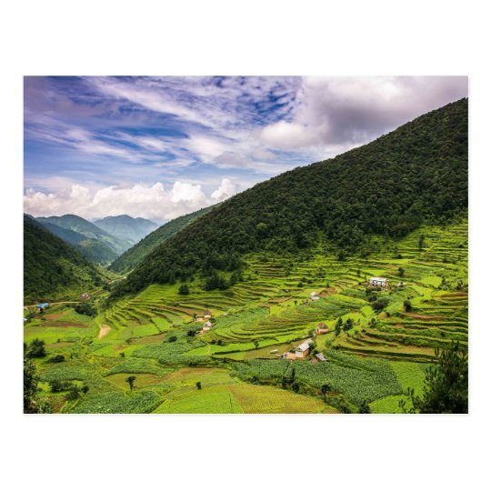 Carte Postale Postcard Paddy fields of Nepal