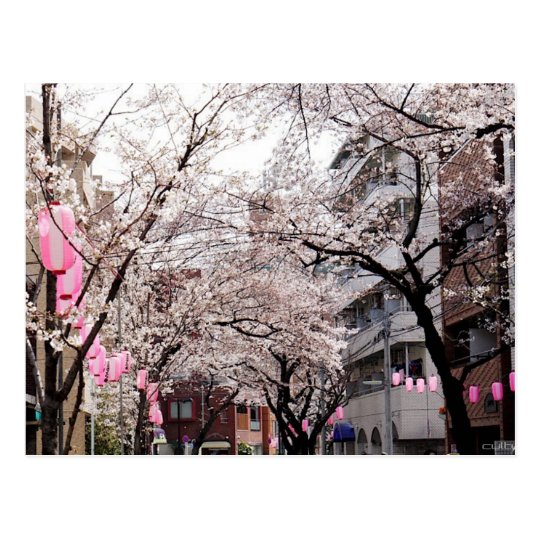 Carte Postale Postcard Sakura in the Tokyo Cherry Blossom, Japan