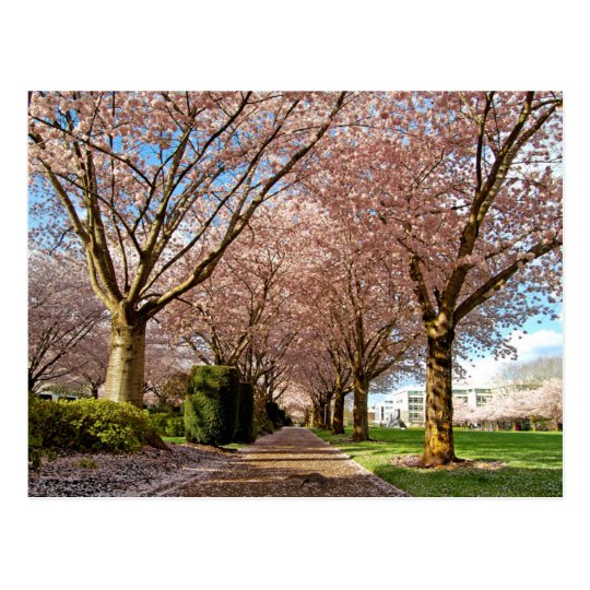 Carte Postale Postcard Salem Cherry Blossoms & Squirrel Oregon