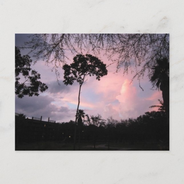 Carte Postale Postcard : Sunset World Floride (Devant)