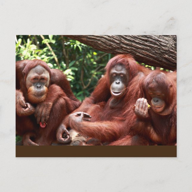 Carte Postale PostCard sur les Orangutans pour Cindy Noodleberry (Devant)