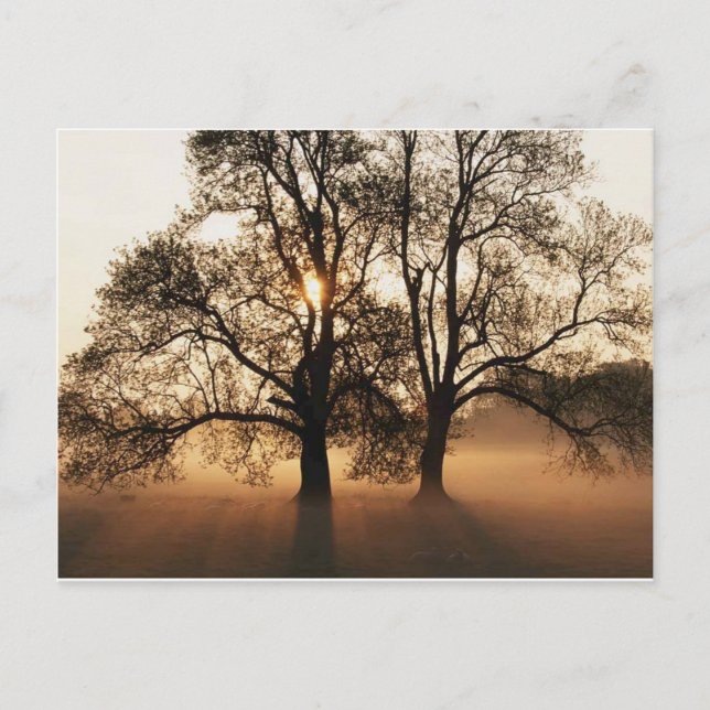 Carte Postale Postcard, Tree (Devant)