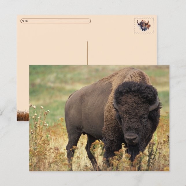 Carte postale Postcrossing Bison d'Amérique / Biso (Devant / Derrière)