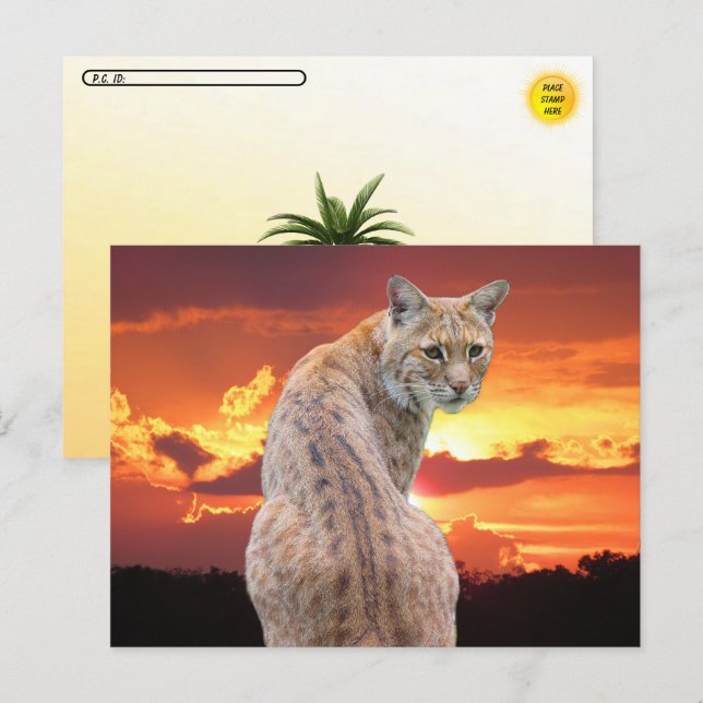 Carte Postale Postcrossing - Bobcat de Floride avec un coucher d (Devant / Derrière)