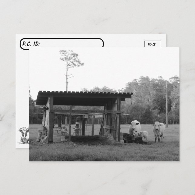 Carte Postale Postcrossing On the Ranch - Cows - Black and White (Devant / Derrière)