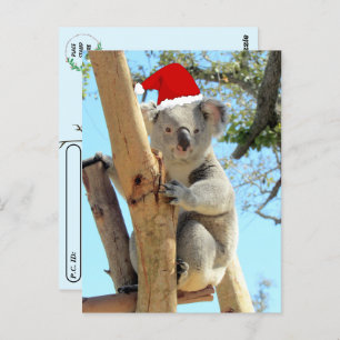 Carte Postale Poste - Koala Christmas