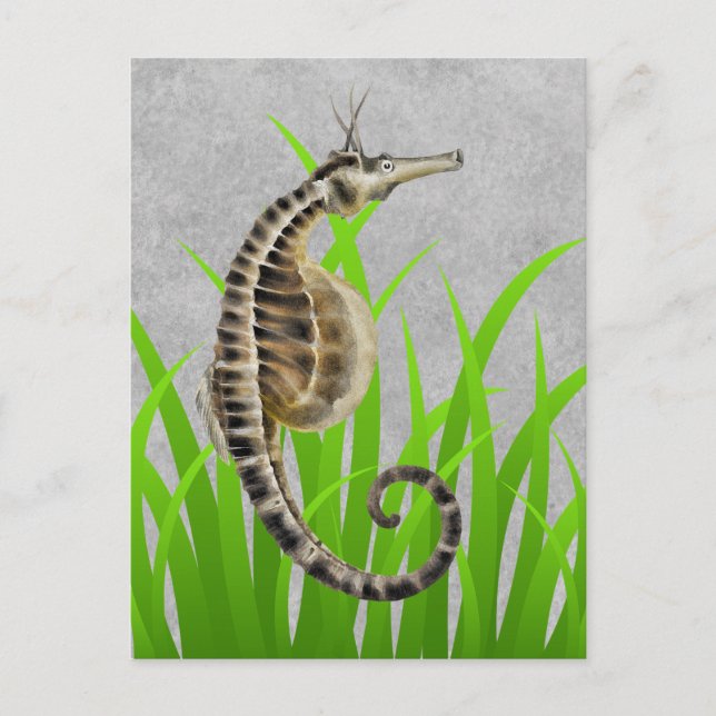 Carte Postale Poster de animal de Cheval de mer Pot Bellied (Devant)