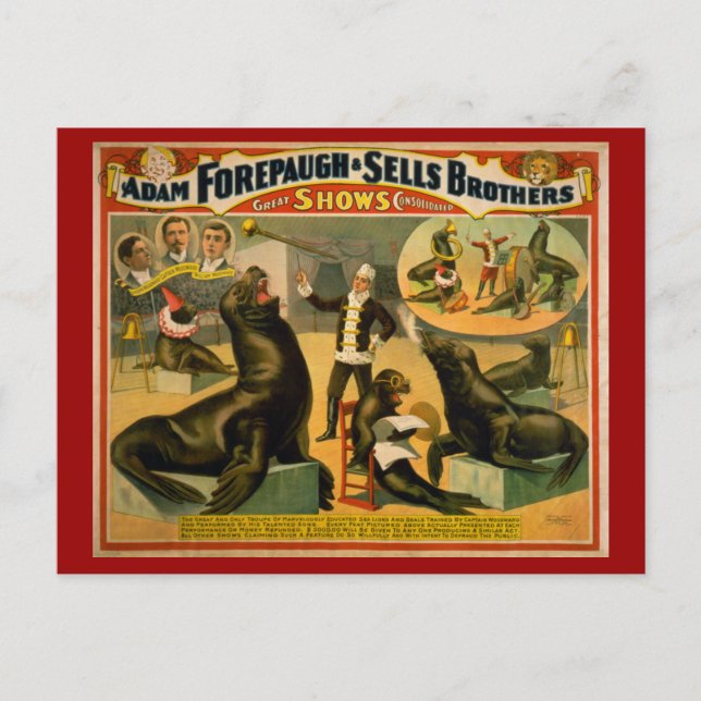 Carte Postale Poster du cirque des lions de mer et des phoques i (Devant)