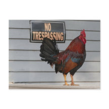 Poster d'un coq gardant une clé du porche ouest