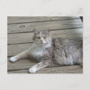 Carte Postale Poster un chat gris