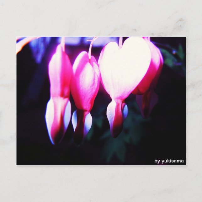 Carte Postale Postkarte - Blumenherzen (Devant)