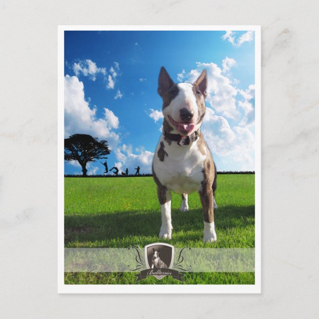 Carte Postale Postkarte Bullterrier (Devant)