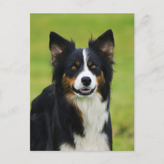 Carte Postale Postkarte / Hunde Bordure Collie Portrait