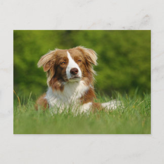Carte Postale Postkarte / Hunde Bordure Collie Portrait