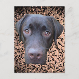 Carte Postale Postkarte Labrador Jimmy