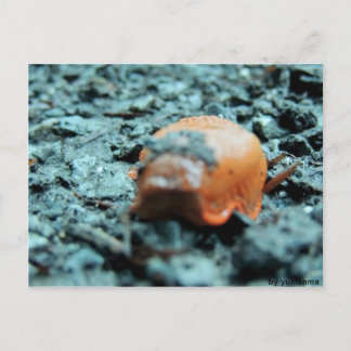 Carte Postale Postkarte - Nacktschnecke II
