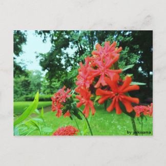 Carte Postale Postkarte - Rote Blume