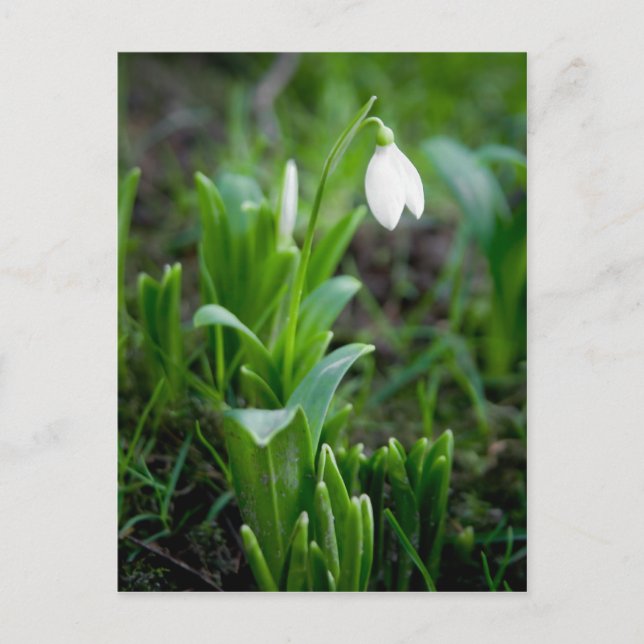 Carte postale | Postkarte Schneegloeckchen (Devant)