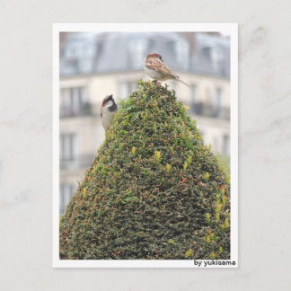 Carte Postale Postkarte - Vögel