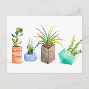 Carte Postale Pot de succulents