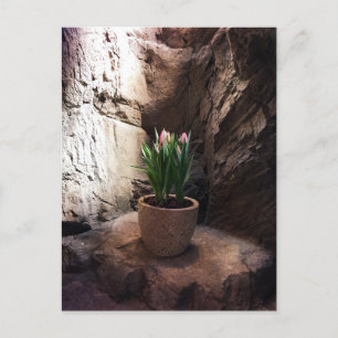Carte Postale Pot de tulipes dans une Grotte