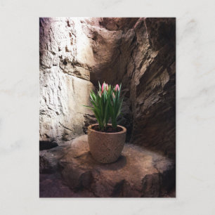 Carte Postale Pot de tulipes dans une Grotte
