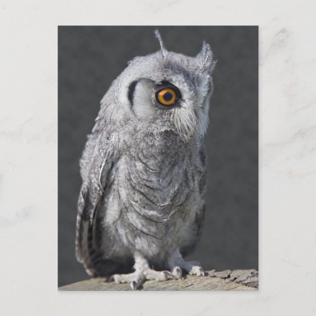Carte postale Pot Fluffy (Devant)