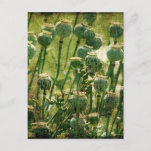 Carte Postale Pots de graines de fleurs de pavot