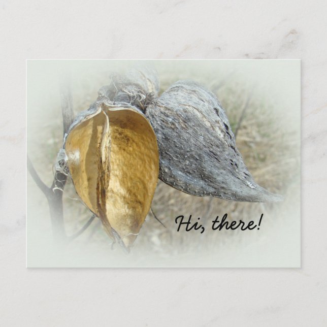 Carte Postale Pots de Milkweed (Devant)
