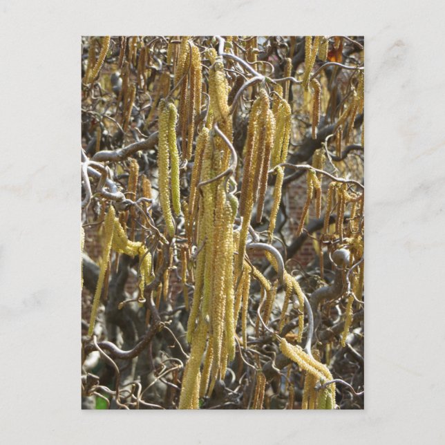 Carte Postale Pots de semences (Devant)