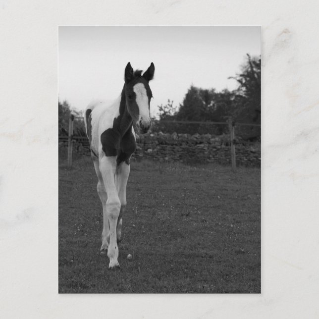 Carte Postale poulain (Devant)