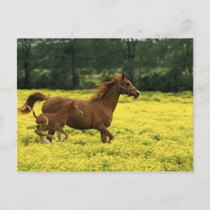 Carte Postale poulain arabe et jument courant à travers