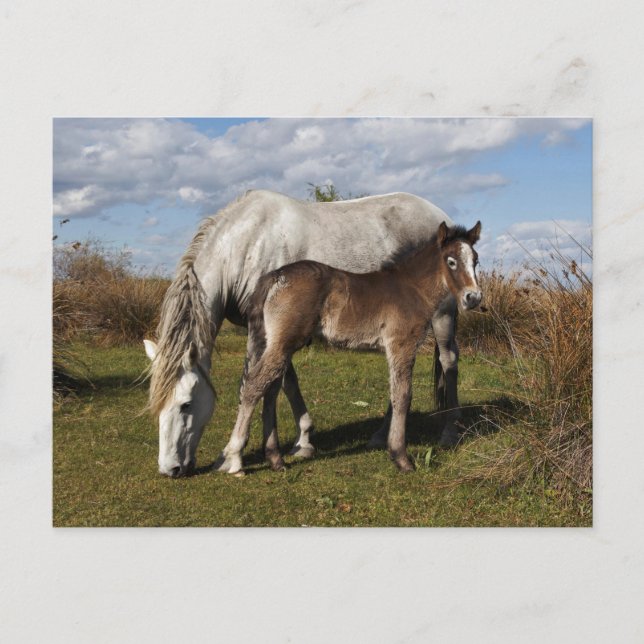 Carte Postale Poulain du cheval de Camargue avec sa mère (Devant)