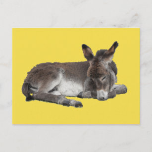 Cadeaux Petits Anes Brun Chocolat Mignons Zazzle Fr
