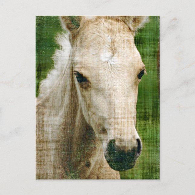 Carte Postale Poulain Palomino (Devant)