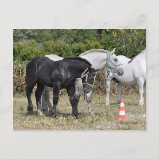 Carte Postale poulain percheron noir et gris en France